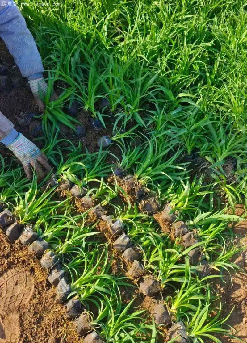 萱草盆栽 萱草盆栽