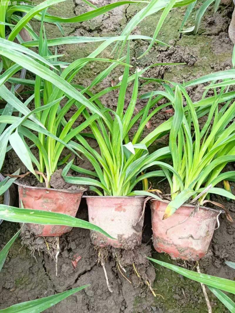 萱草盆栽 萱草盆栽