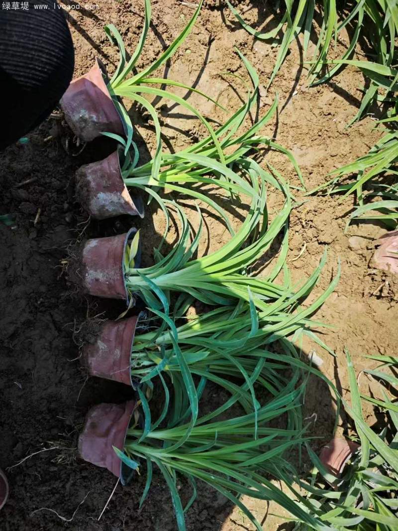 萱草盆栽 萱草盆栽