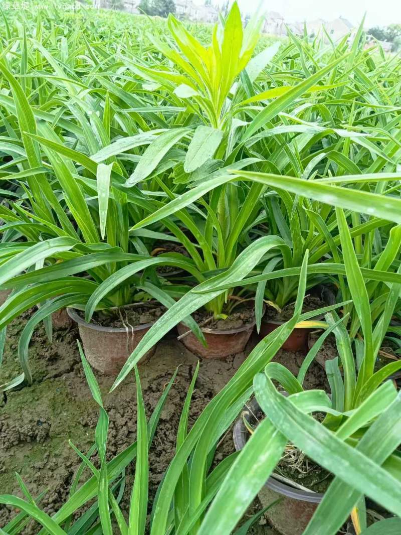 萱草盆栽 萱草盆栽