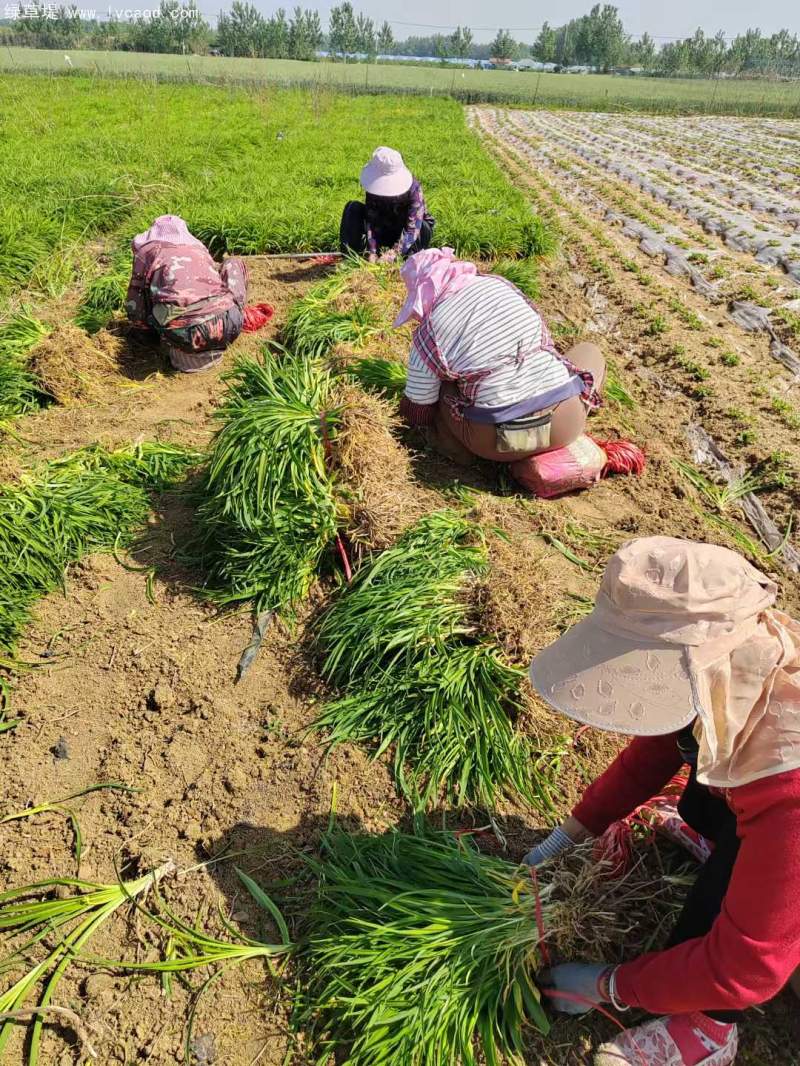 萱草地苗大田苗 萱草地苗大田苗