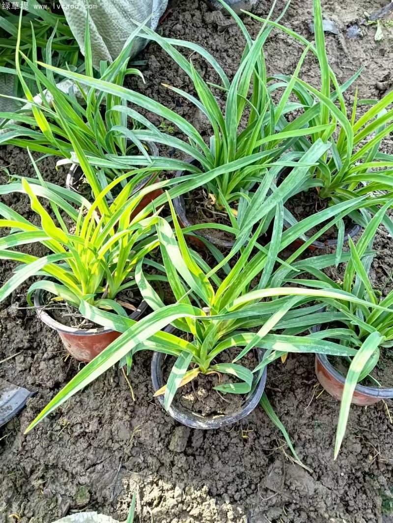 萱草盆栽 萱草盆栽