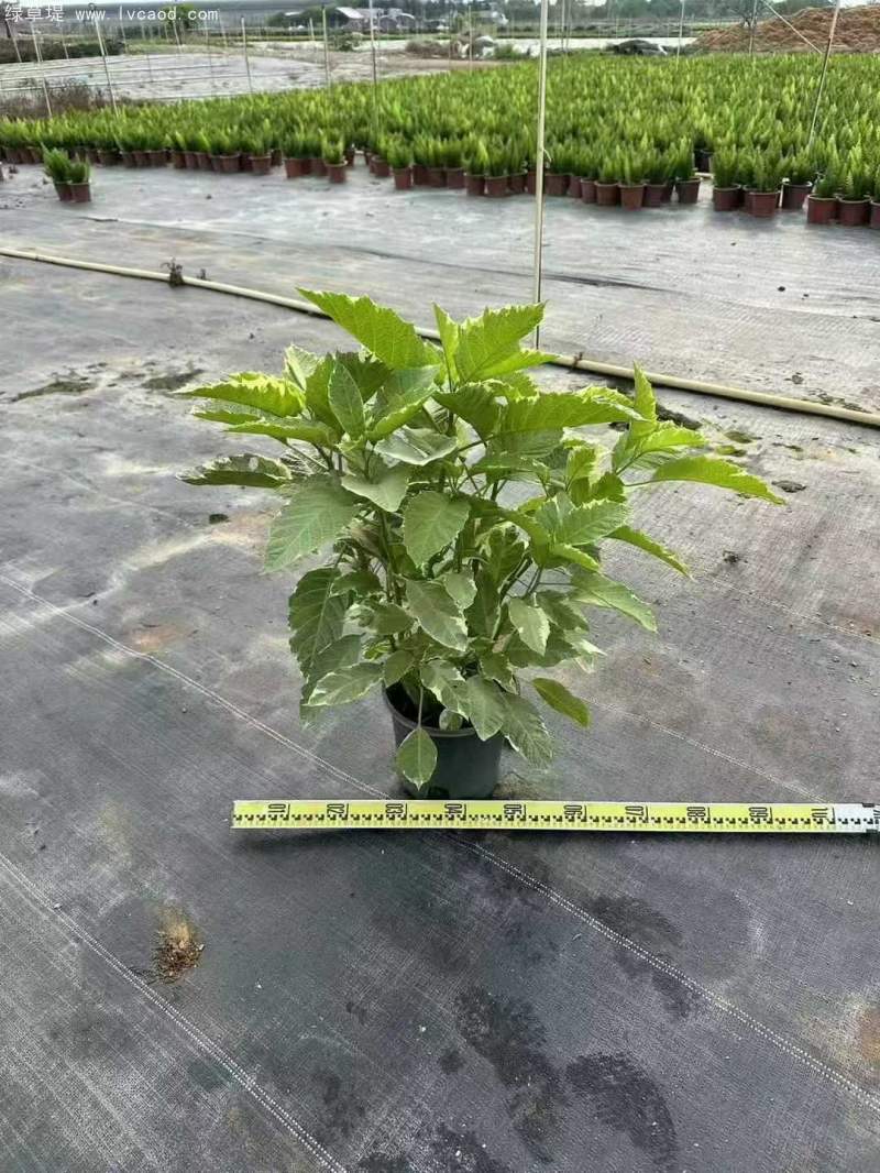 曼陀羅花朵花瓣