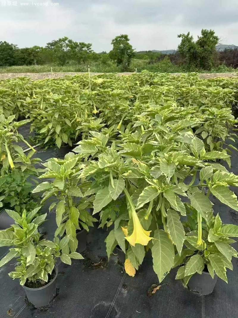 曼陀羅花朵花瓣