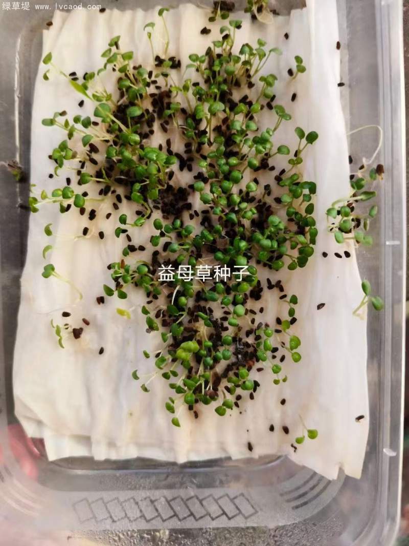益母草種子