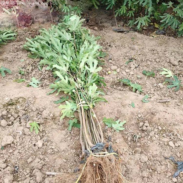 無花果樹苗