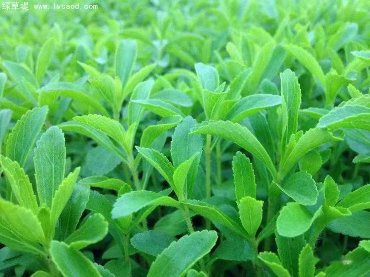 甜葉菊生長狀態(tài) 甜葉菊生長狀態(tài)