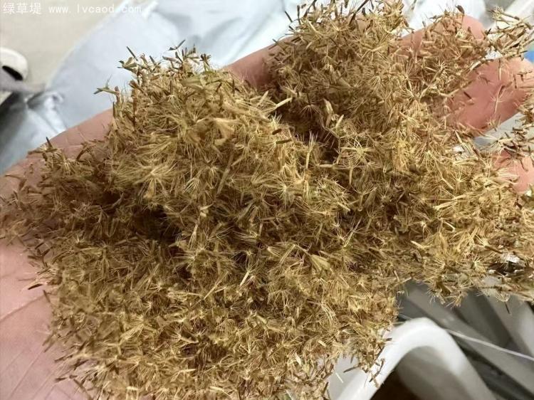 甜葉菊種子 甜葉菊種子