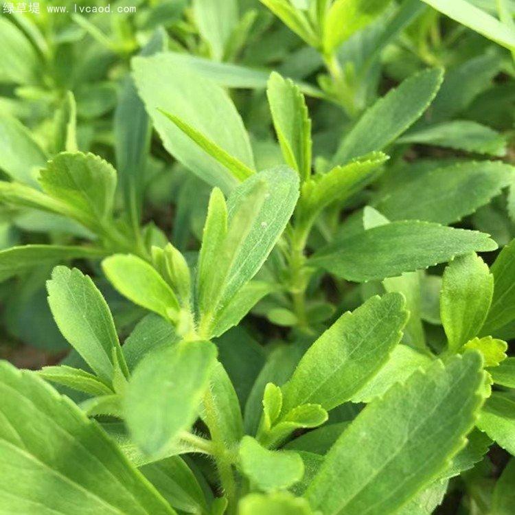 甜葉菊生長狀態(tài)葉片 甜葉菊生長狀態(tài)葉片