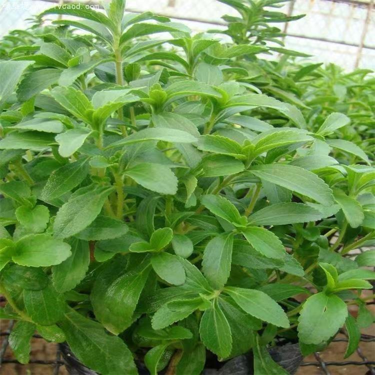 甜葉菊葉子 甜葉菊葉子