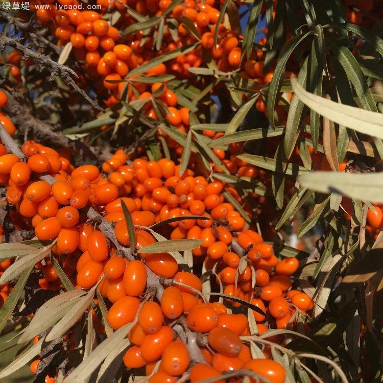 沙棘果 沙棘果
