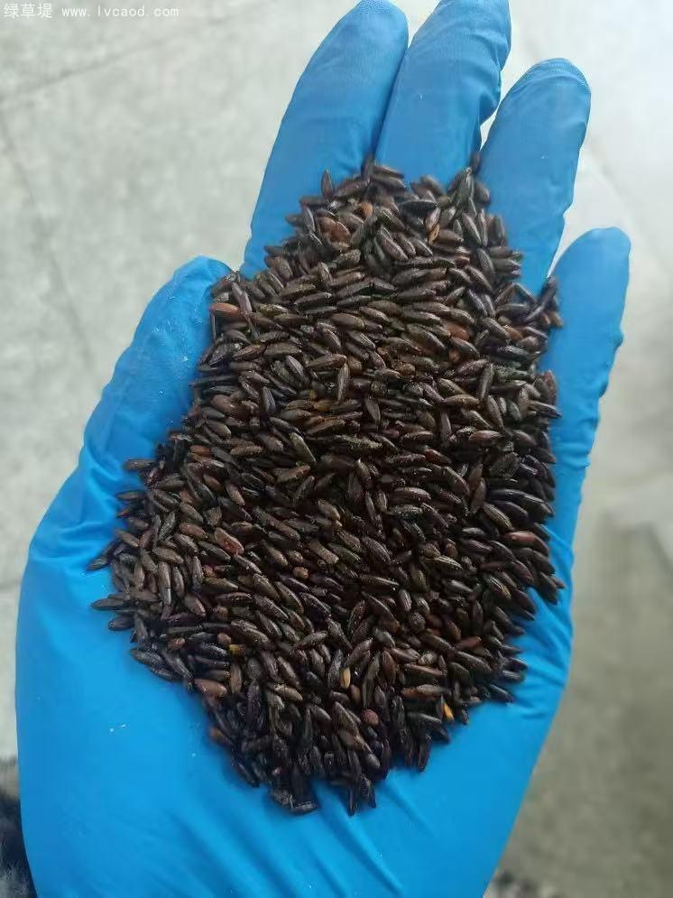 大果沙棘種子 大果沙棘種子