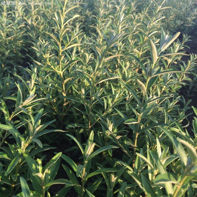 沙棘葉子 沙棘葉子