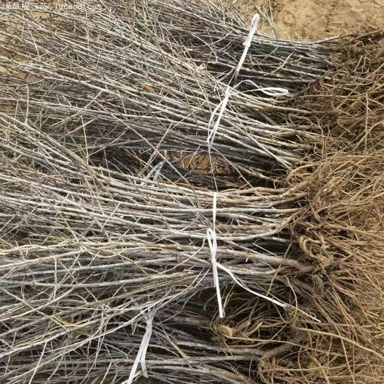 沙棘小苗種植基地 沙棘小苗種植基地