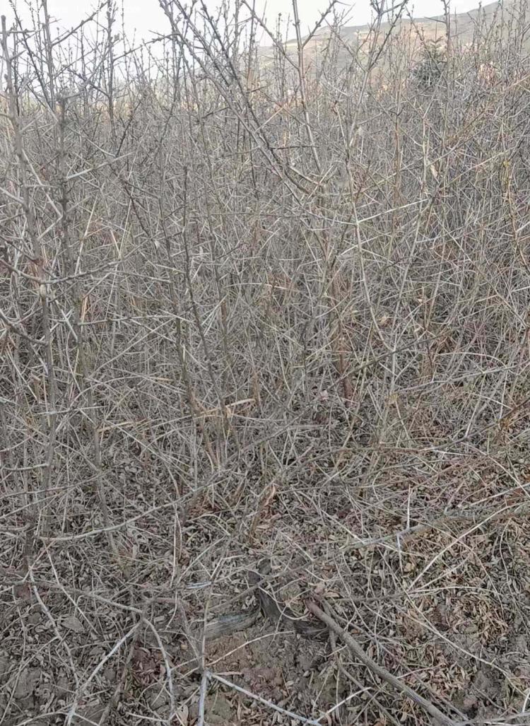 沙棘小苗種植基地 沙棘小苗種植基地