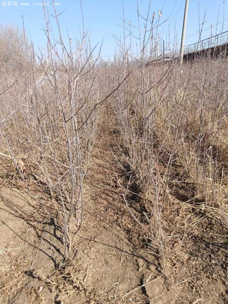 沙棘小苗種植基地 沙棘小苗種植基地