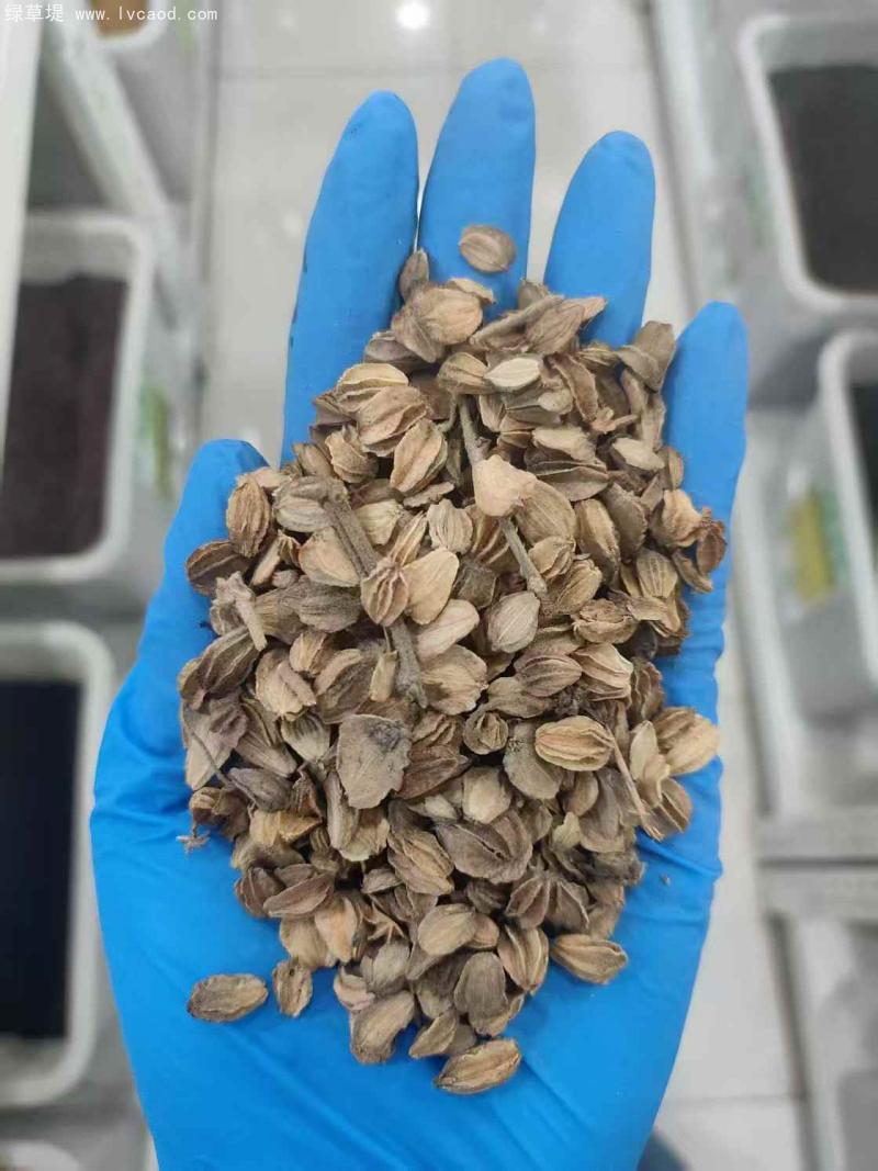 北沙參種子 北沙參種子