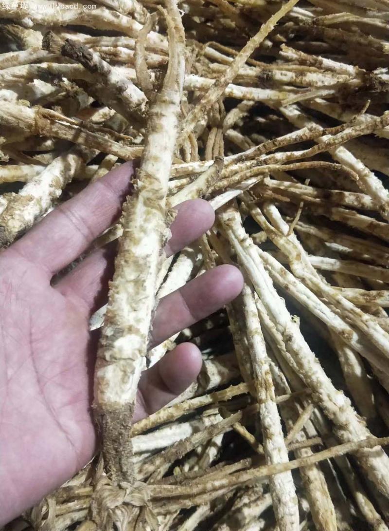 北沙參 北沙參