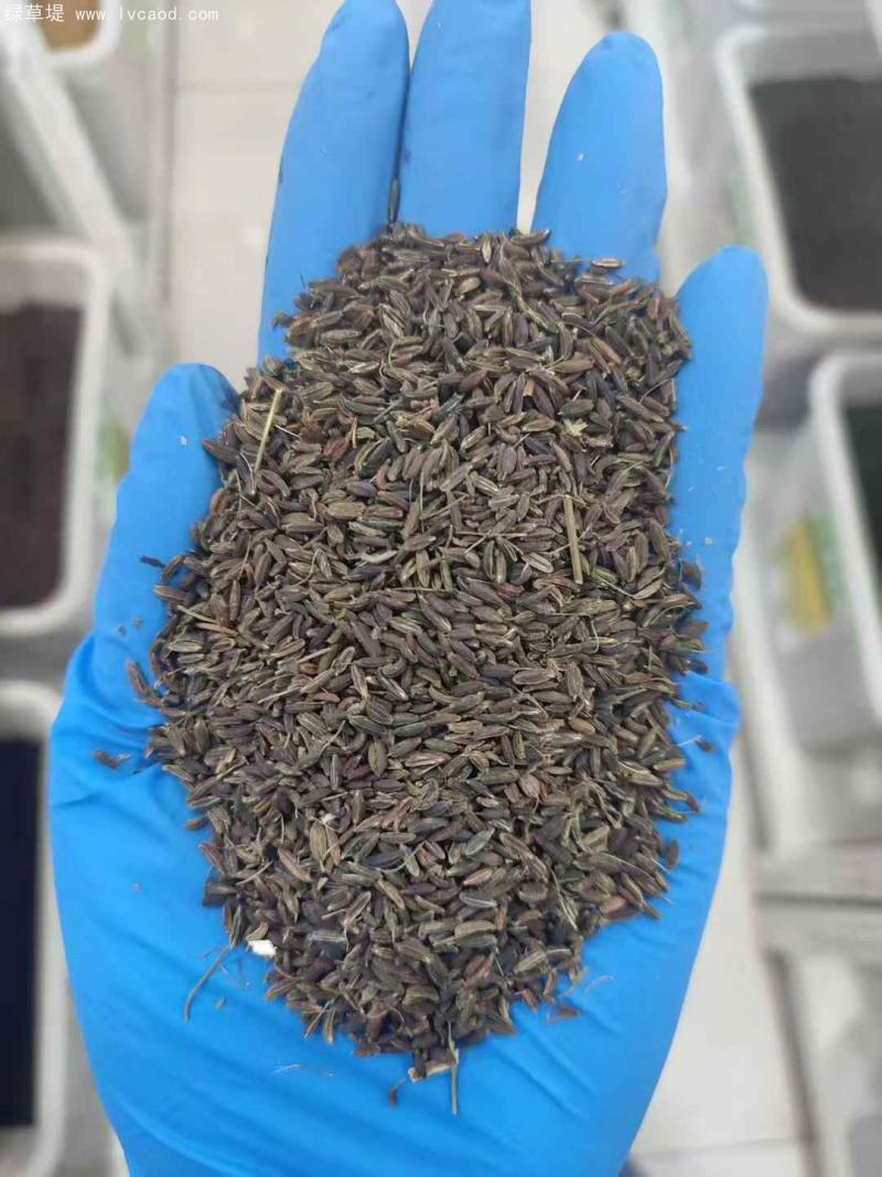 南沙參種子 南沙參種子