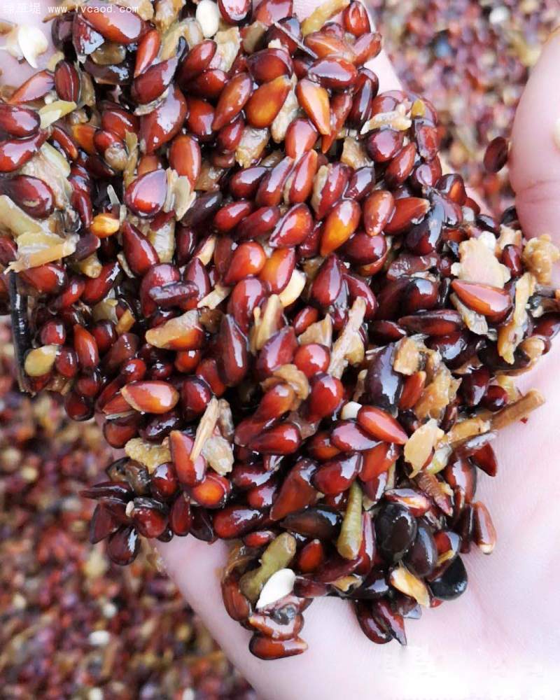 蘋果種子 蘋果種子