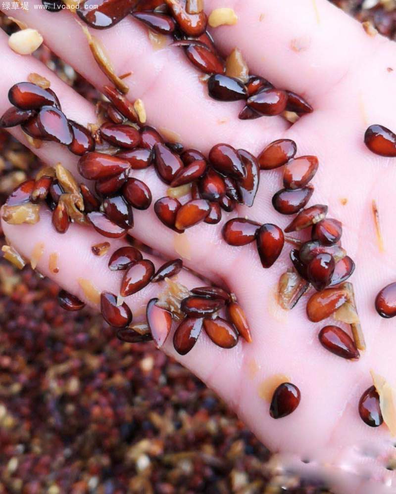 蘋果種子 蘋果種子