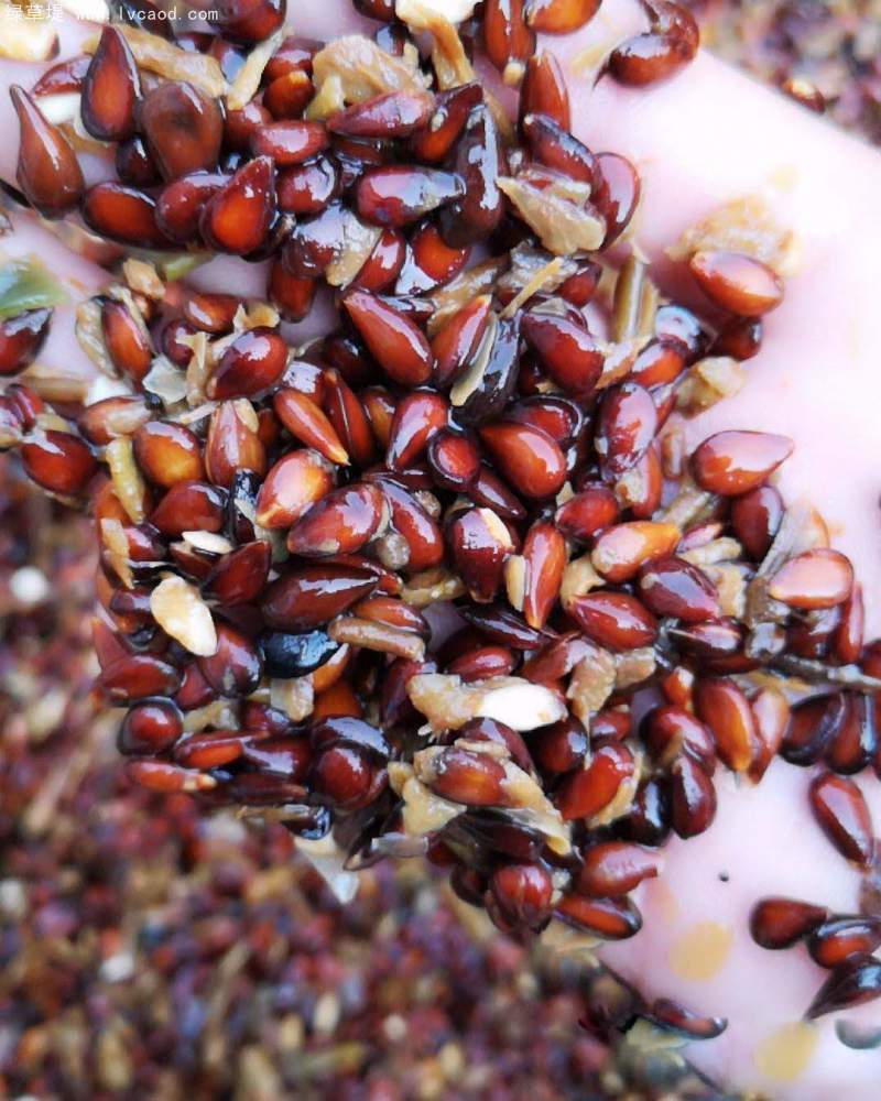 蘋果種子 蘋果種子