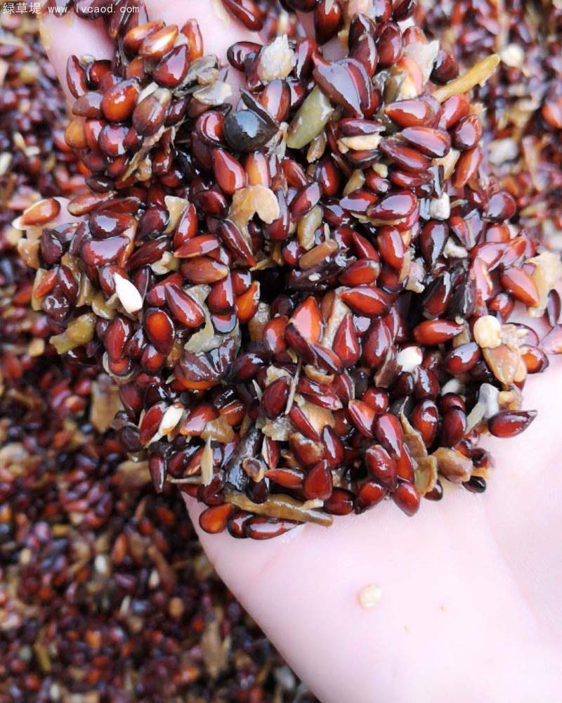 蘋果種子 蘋果種子