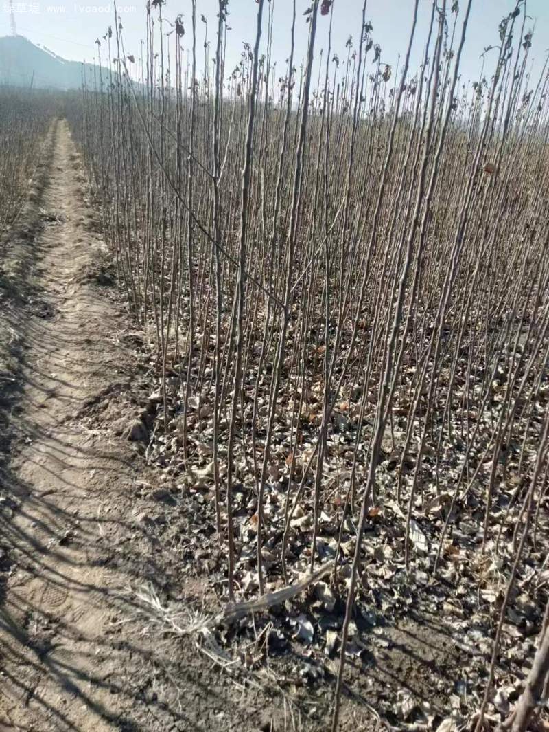 蘋果樹苗 蘋果樹苗