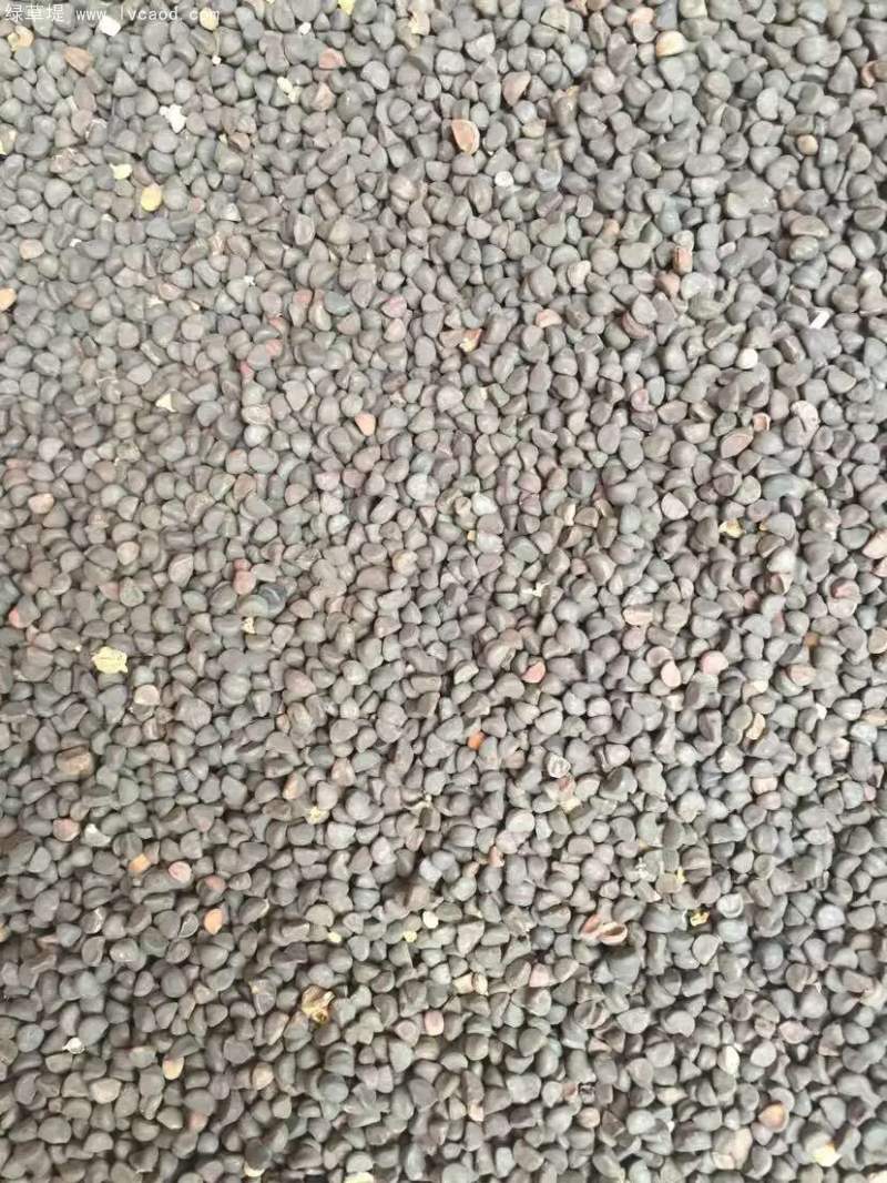 喇叭花種子 喇叭花種子