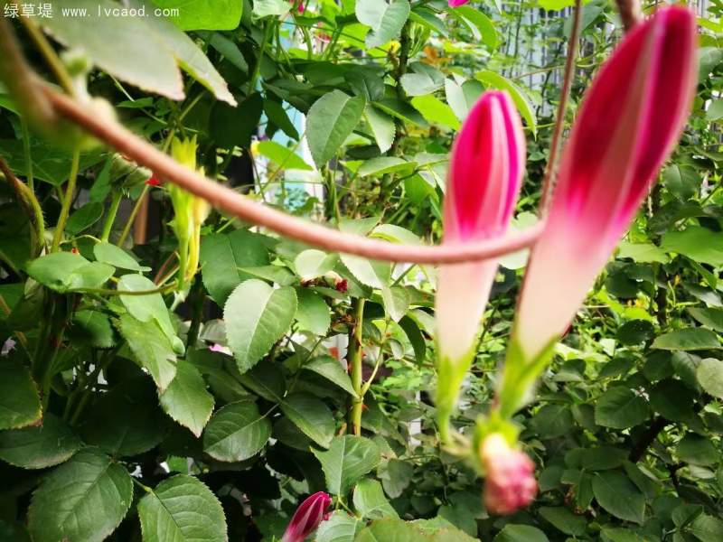 喇叭花 喇叭花