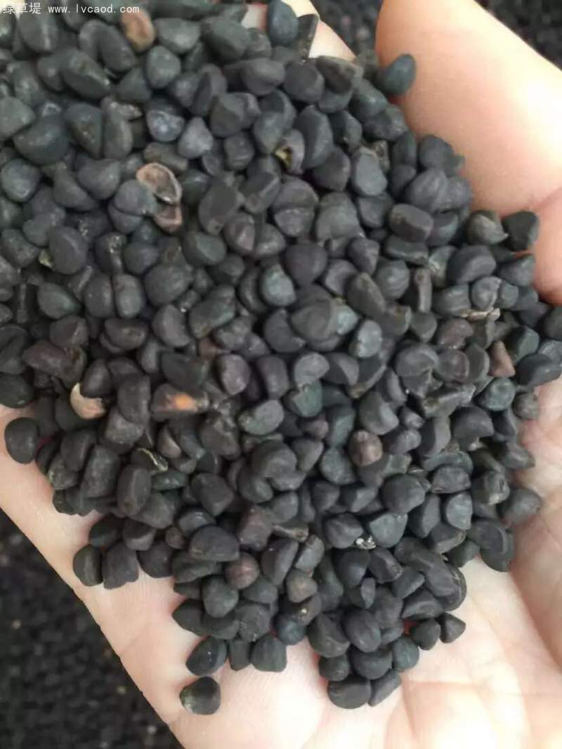 喇叭花種子 喇叭花種子