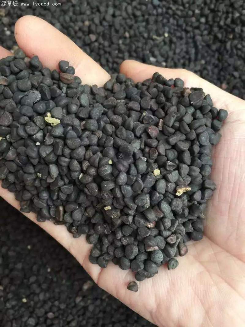 喇叭花種子 喇叭花種子