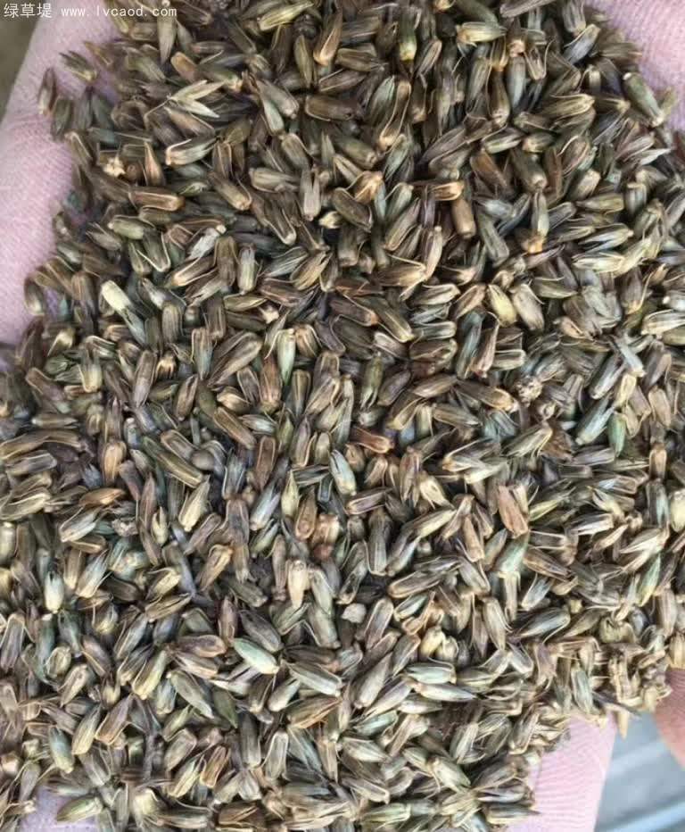 牛膝種子 牛膝種子