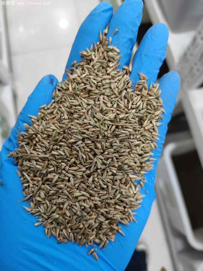 牛膝種子 牛膝種子