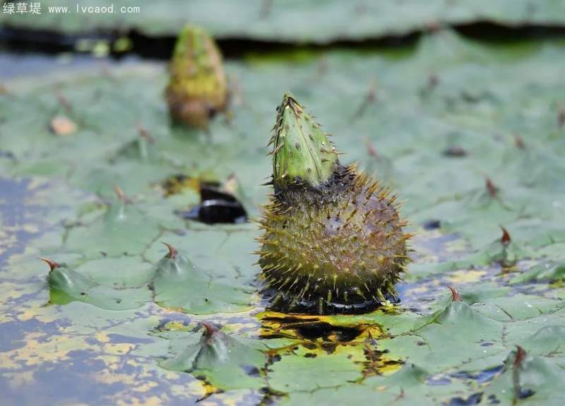 芡實果實 芡實果實