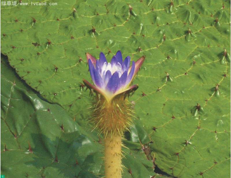 芡實花苞 芡實花苞