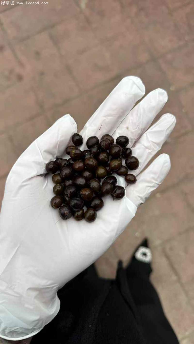 芡實種子 芡實種子