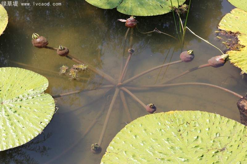 芡實葉子桿徑 芡實葉子桿徑