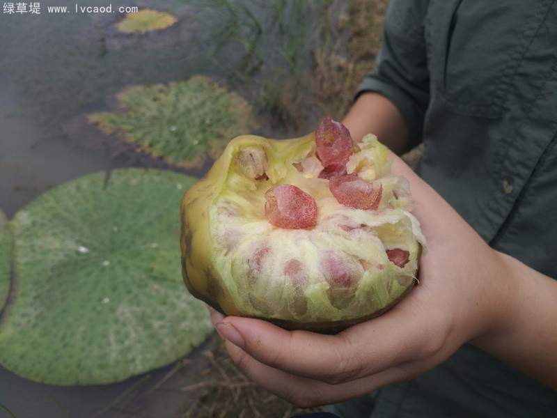 芡實果實 芡實果實