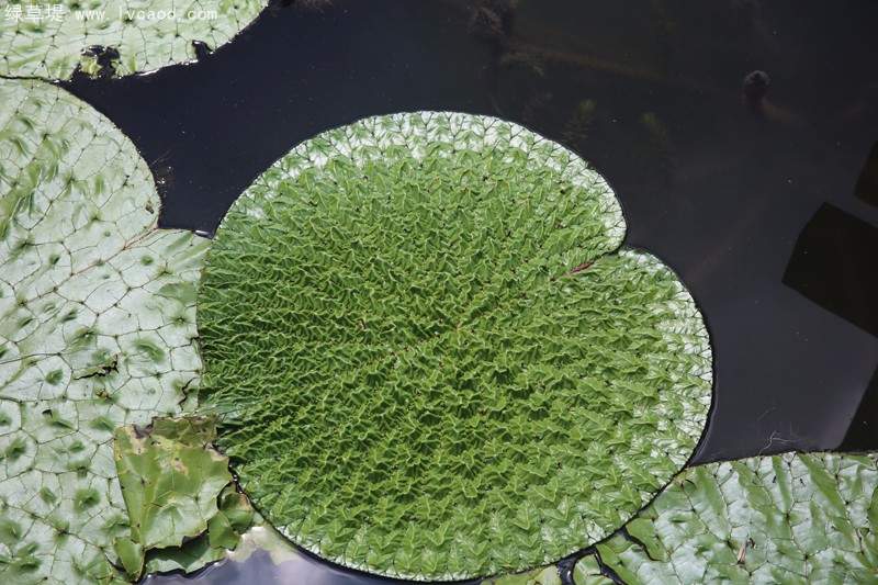 芡實葉子桿徑 芡實葉子桿徑