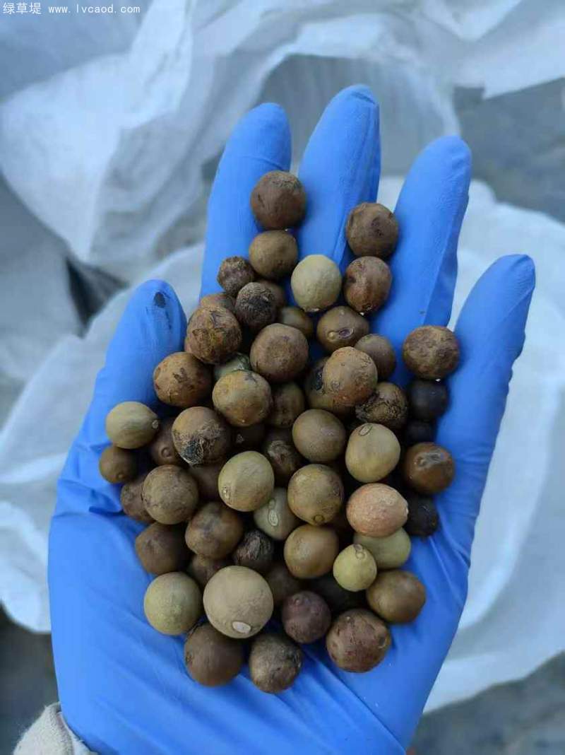 芡實種子 芡實種子