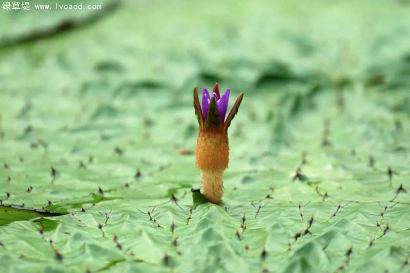芡實花苞 芡實花苞