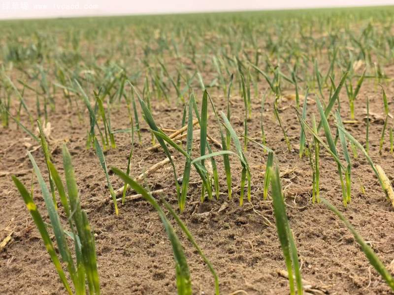 飼草專用型燕麥出苗期 飼草專用型燕麥出苗期