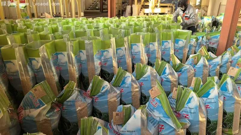 燕麥種子 燕麥種子