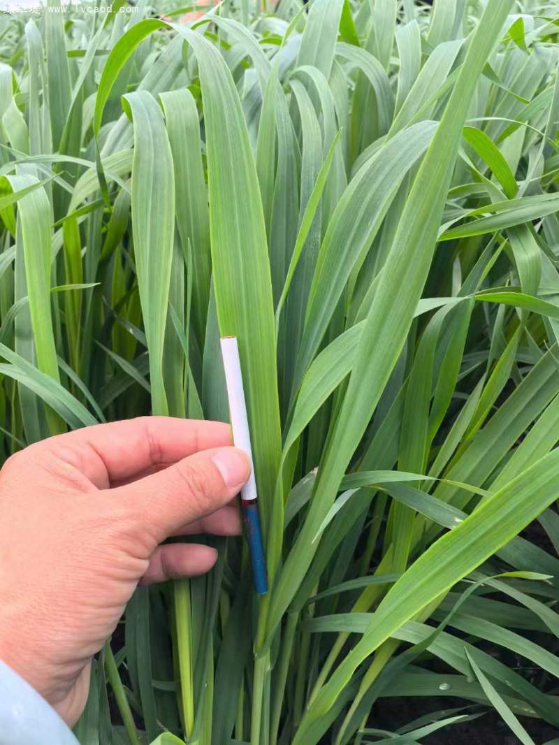 飼草專用型燕麥葉片葉子 飼草專用型燕麥葉片葉子