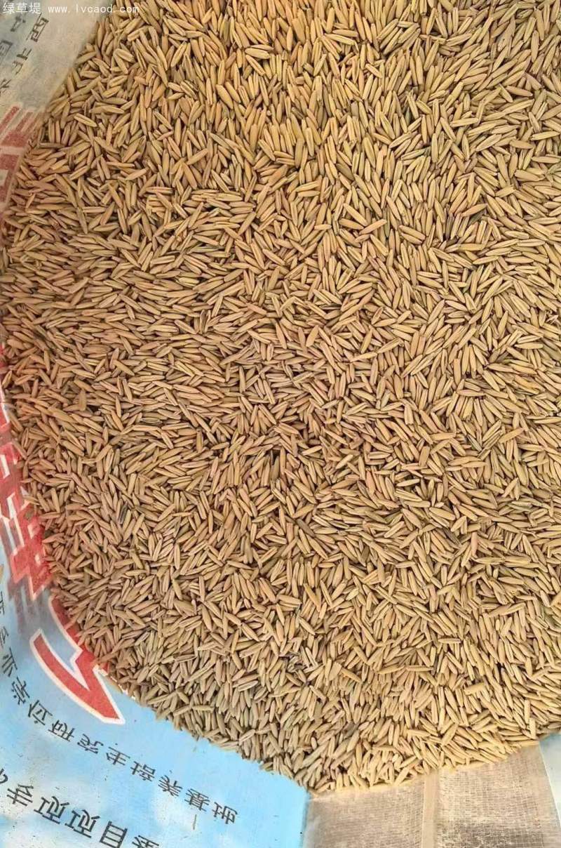 燕麥種子 燕麥種子