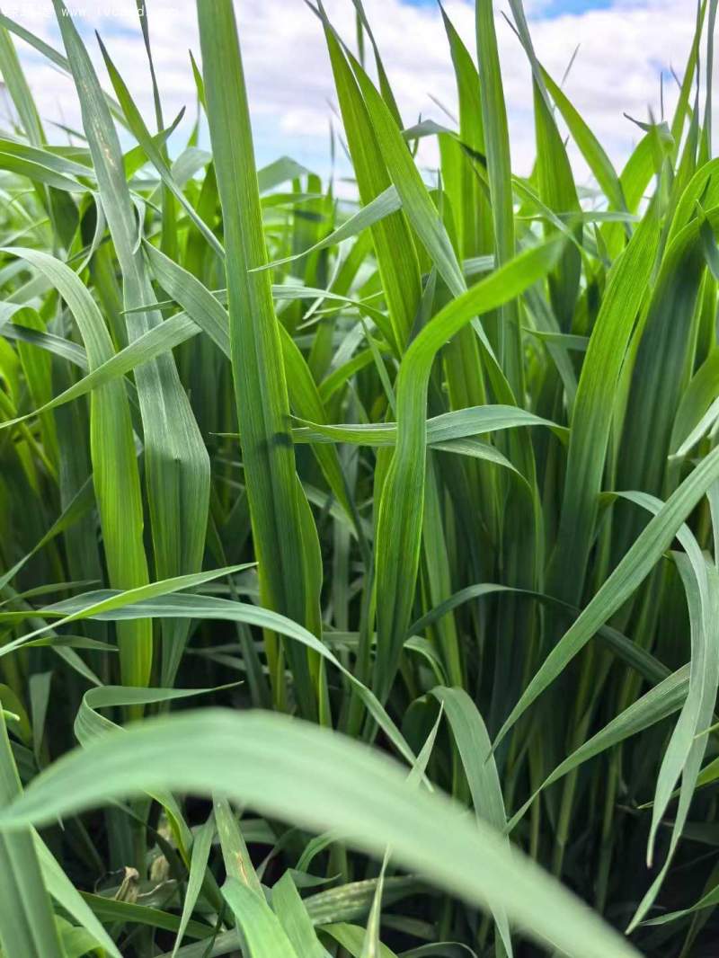 飼草專用型燕麥葉片葉子 飼草專用型燕麥葉片葉子