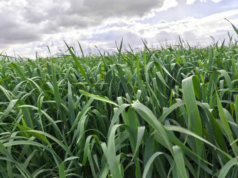 飼草專用型燕麥葉片葉子 飼草專用型燕麥葉片葉子