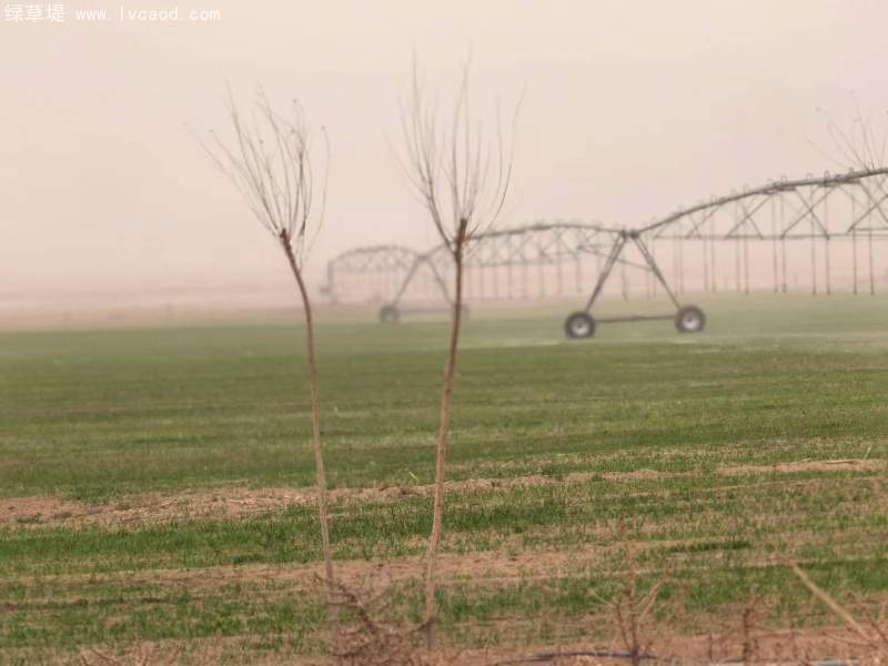 飼草專用型燕麥出苗期 飼草專用型燕麥出苗期
