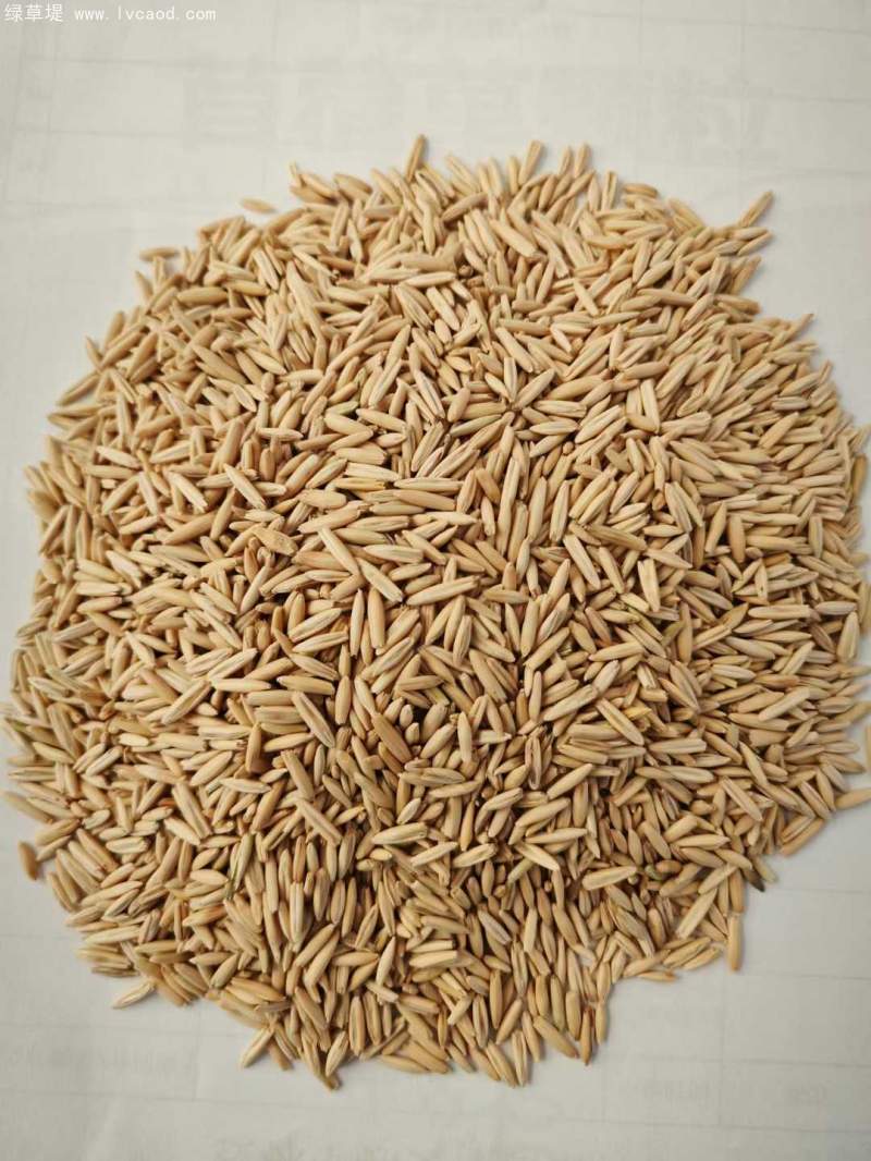 燕麥種子 燕麥種子